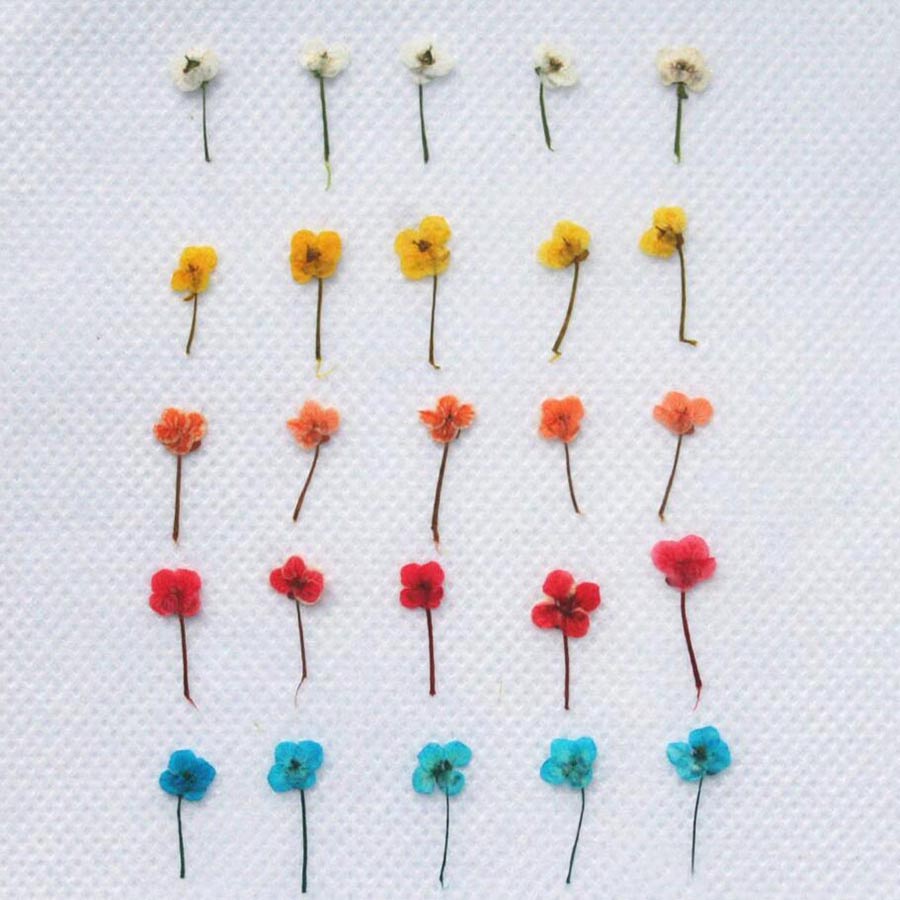 60 stuks gedroogde bloemen – k - Resin Craft Ideas recensie en prijs