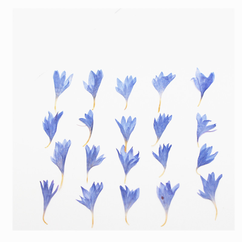 60 stuks gedroogde bloemen – k - Resin Craft Ideas recensie en prijs