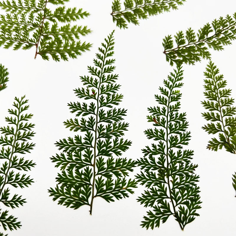 100 stuks natuurlijke gedroogd - Resin Craft Ideas recensie en prijs