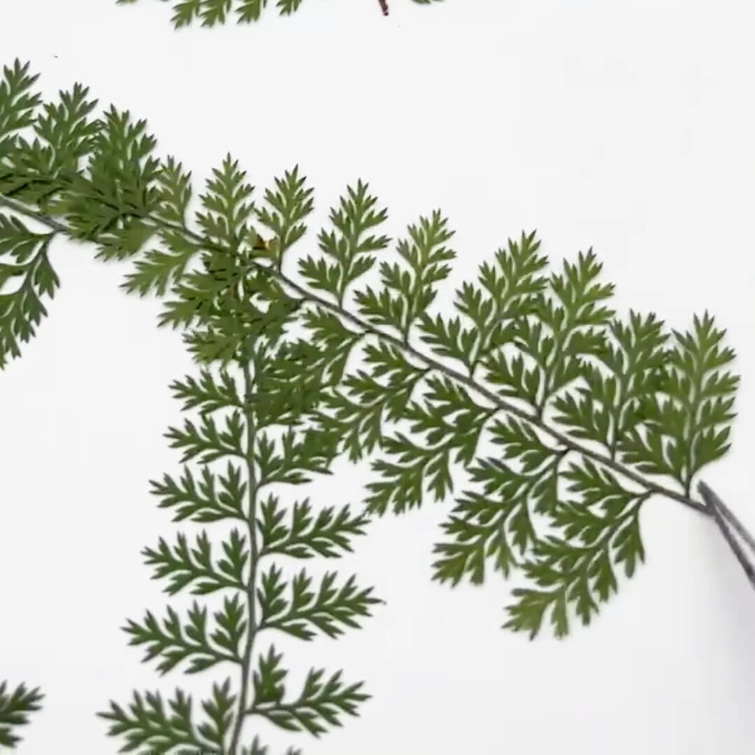 100 stuks natuurlijke gedroogd - Resin Craft Ideas recensie en prijs