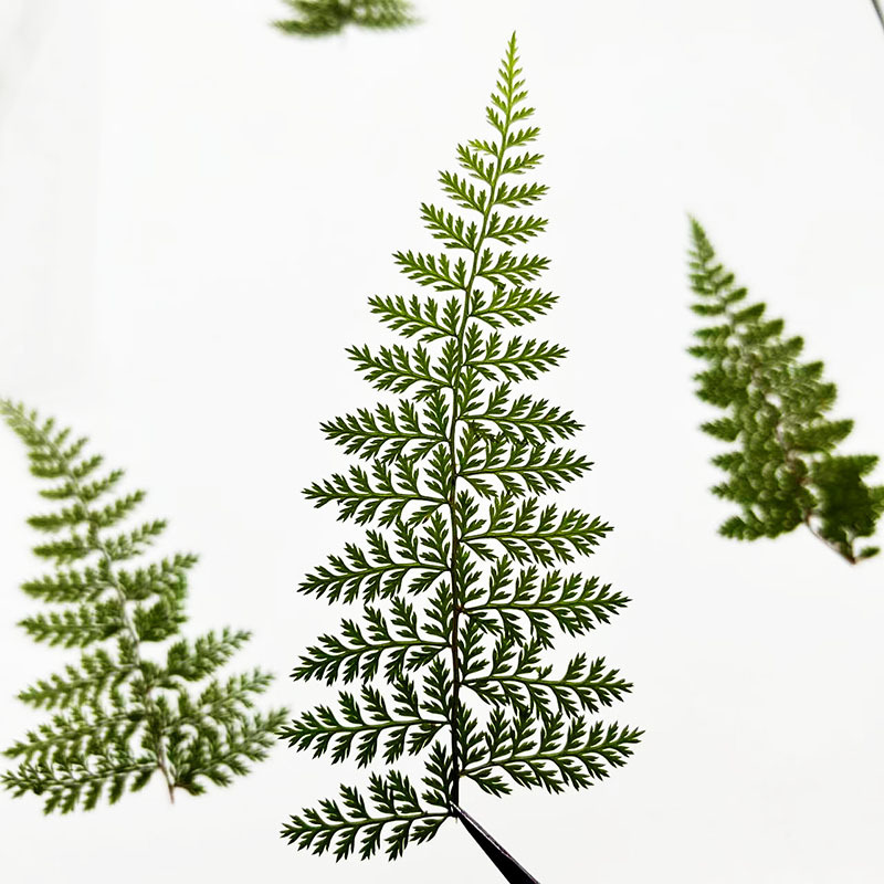 100 stuks natuurlijke gedroogd - Resin Craft Ideas recensie en prijs